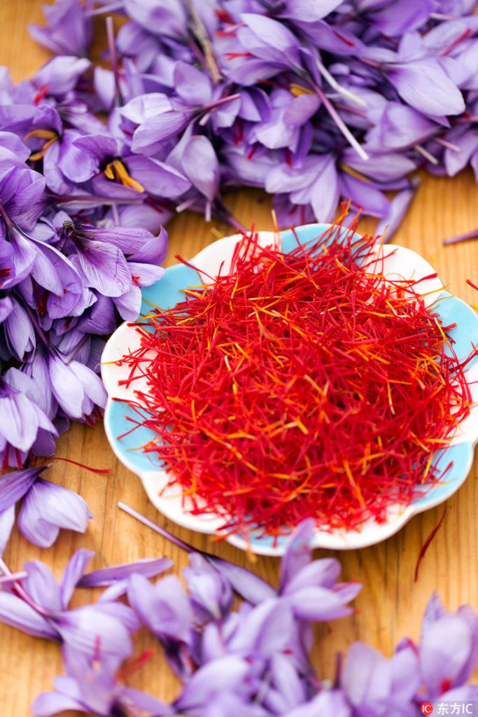 摩洛哥的红色财富全球最昂贵香料藏红花