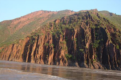 云南干河谷流域试种成功原产于印度的辣木