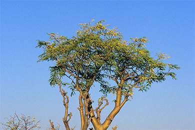 纳米比亚埃托沙国家公园里的非洲辣木树图片