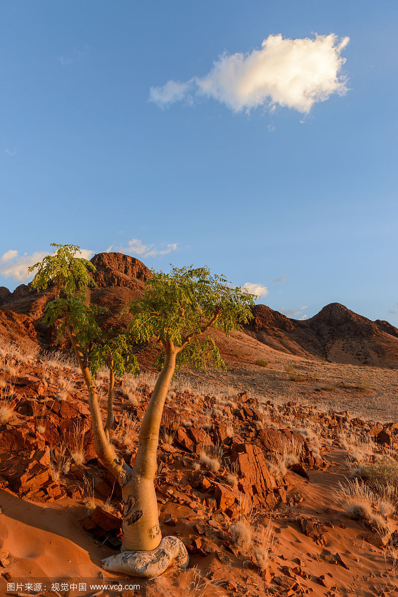 沙漠中生长的辣木树