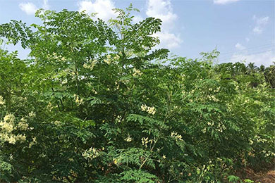 印度辣木繁殖与种植
