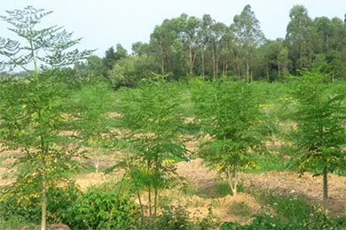 辣木种植园的规划与开垦