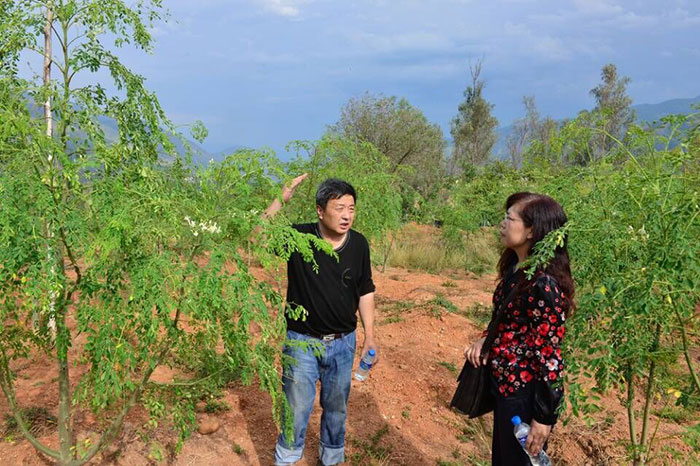 指导辣木种植