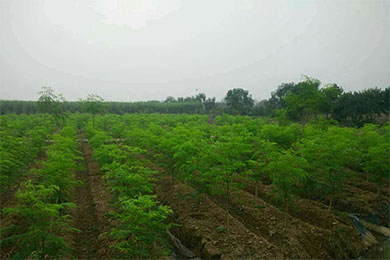 广东种植辣木的卖点和优势在哪里