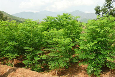 中国哪些地区已经种植辣木了
