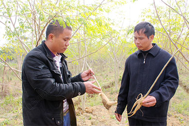 “神奇之树”全身宝 农户种植尝甜头