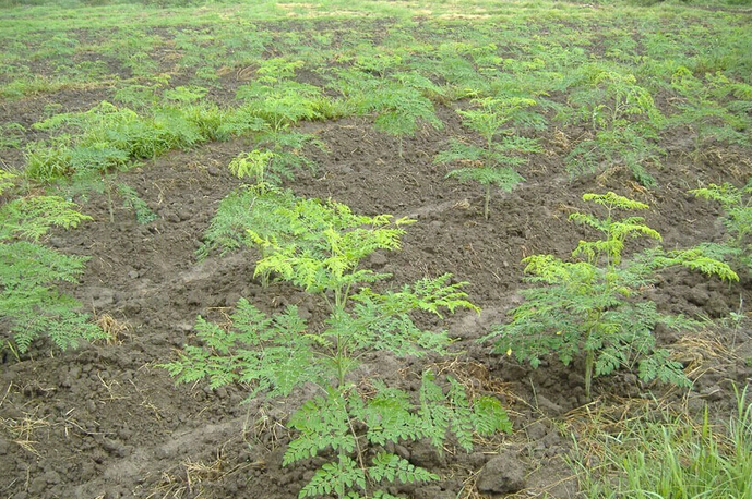 云南辣木种植基地