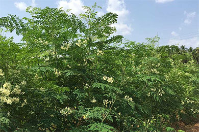 泸水县建成百亩辣木种植示范基地