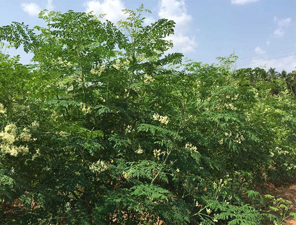 泸水县的百亩辣木种植示范基地