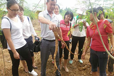 柳城县成功建成辣木种植示范基地