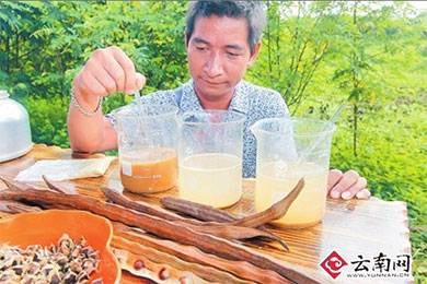 云南省辣木产品开始投放市场