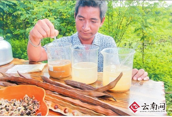 云南省辣木产品开始投放市场