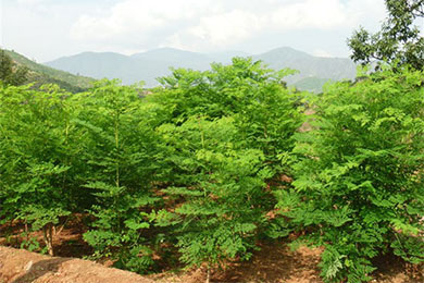 云南普洱规划发展50万亩辣木种植基地