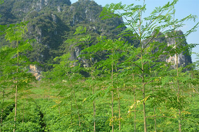 印度“神木”在滇枝繁叶茂 辣木变成摇钱树