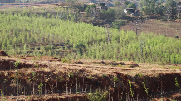 元谋辣木种植基地