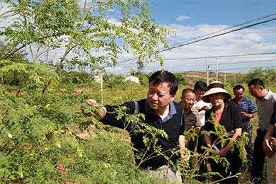 楚雄州委常委、副州长任锦云率队调研元谋辣木产业