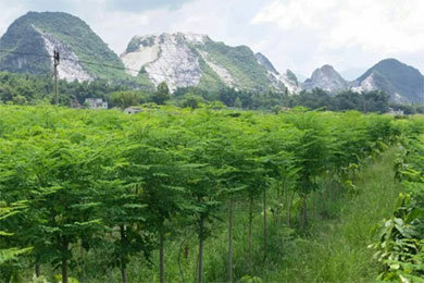 神奇植物演绎中国古巴“辣木情缘”