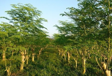 云南怒江辣木基地