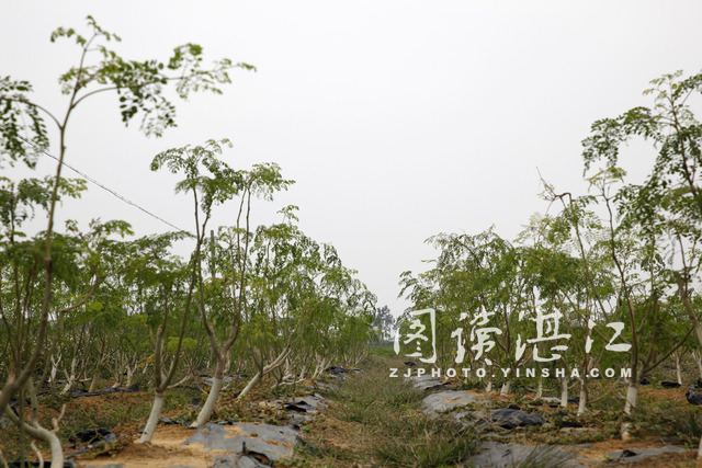 种植辣木相互之间的间距也很讲究