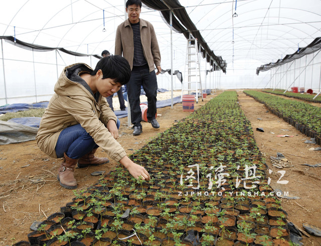 王明月研究员在坡头辣木基地查看辣木苗