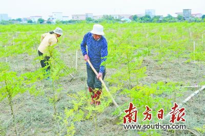 中山辣木种植基地