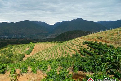 云南保山打造省内最大国内一流辣木种植加工基地