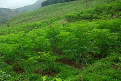 楚雄州向百余企业家推介辣木产业