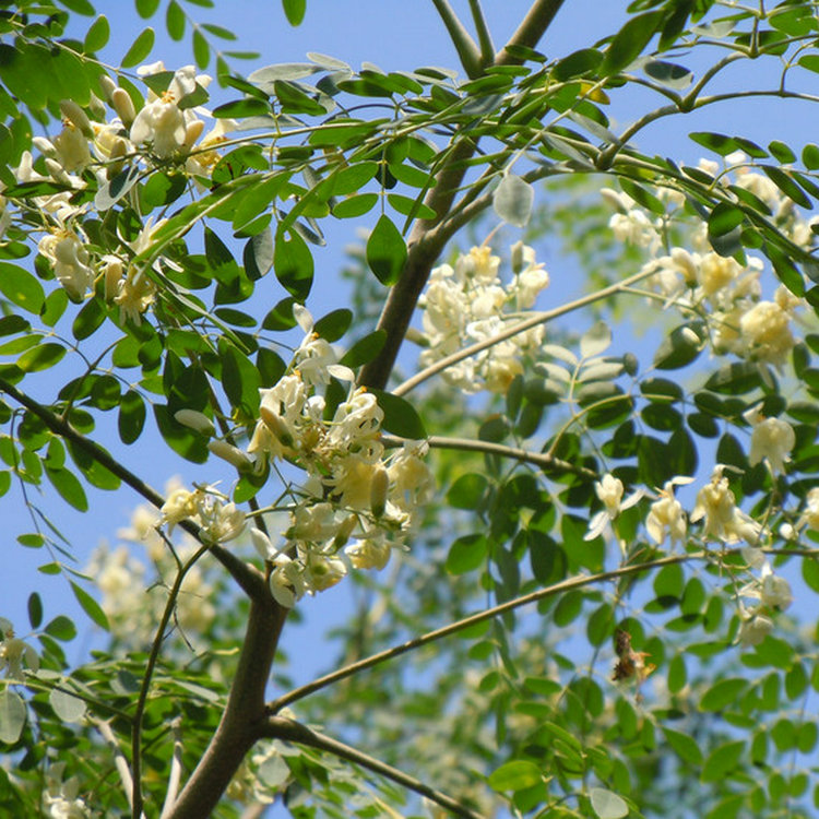 辣木树开花