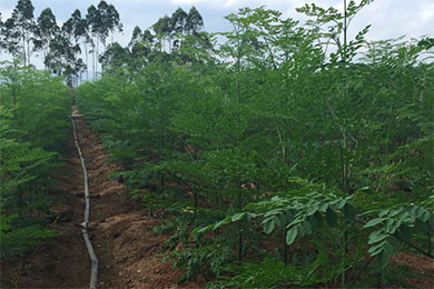 中国古巴联手合作开发辣木产品