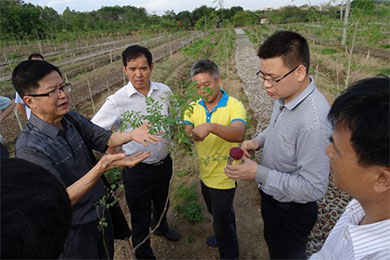 中国热带农业科学院刘国道副院长到江门市调研辣木产业