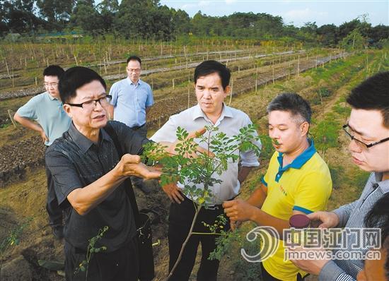 恩平辣木种植基地