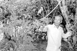 西阳老农技员吴友好引种热带树种15年 攻克过冬难题推广辣木种植