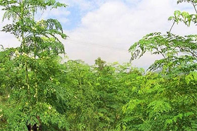 红林农场转型发展辣木产业 增加职工收入
