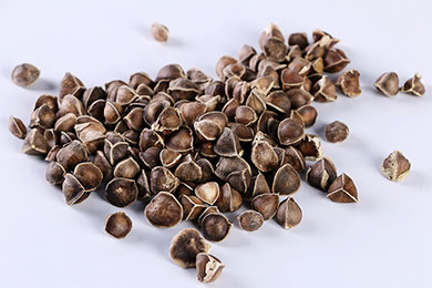 福州机场口岸首次从旅检截获物辣木籽中检出咖啡豆象