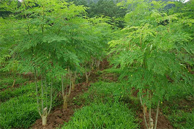 “国礼”引发南安辣木种植热潮 每亩产值最低8万