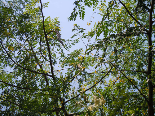 马其洛村种植辣木树