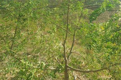 怒江州稳步推进辣木种植开发工作