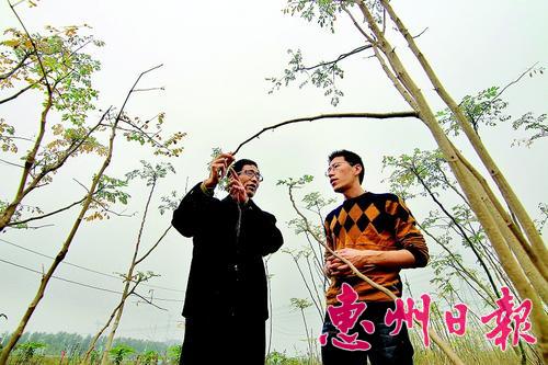 李永宏在辣木场听工作人员介绍辣木的种植情况