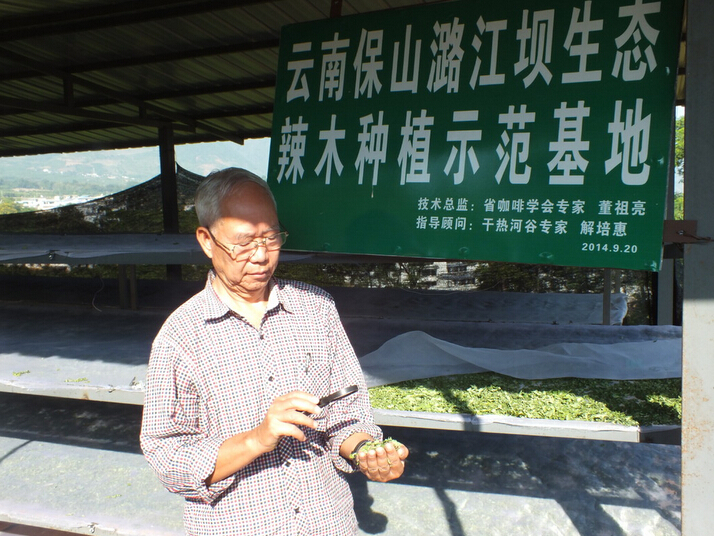 云南保山潞江坝大红山辣木种植基地