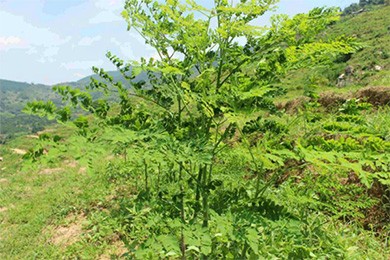 蓬安：农民工返乡创业 垦荒种植辣木