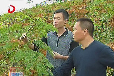 福建泉州市桂阳乡彭坑村引种辣木种植成功