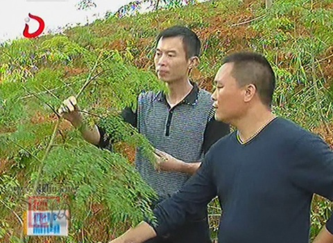 桂阳乡彭坑村引种辣木种植成功