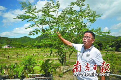 龙颈镇种出80亩辣木 浑身是宝价值高