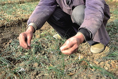 西藏成功培育出优质藏红花 亩产最高可达8两