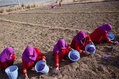 在德国援助项目的帮助下阿富汗农民种植藏红花替代罂粟