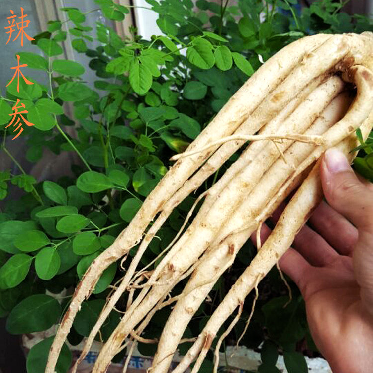 辣木根的食用方法图片图片