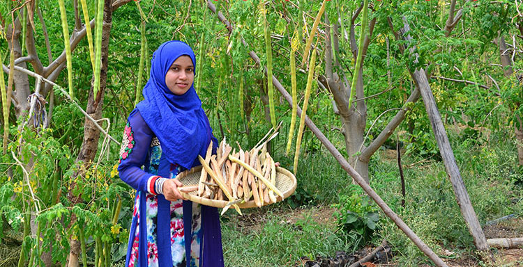 印度供货商家的女儿在采摘成熟的辣木果荚