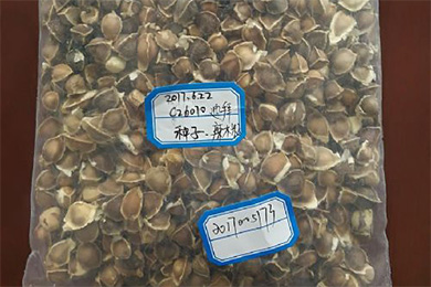 兰州中川机场口岸首次截获“网红”保健品辣木籽