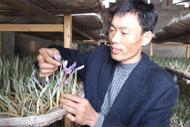 藏红花在武义种植成功