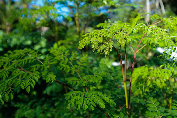 那坛村种植的辣木